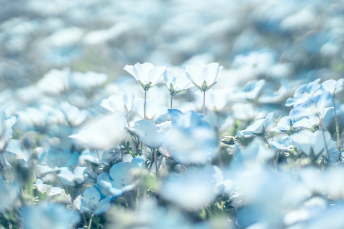 ネモフィラの青が愛しい。 
