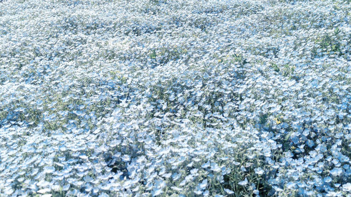 ネモフィラの青が愛しい。 