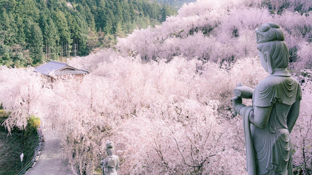 徳島県の枝垂れ桜が圧巻すぎて完全に天国でした。 
