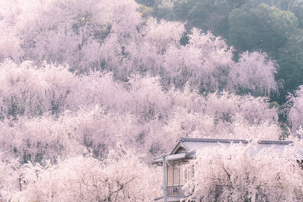 徳島県の枝垂れ桜が圧巻すぎて完全に天国でした。 