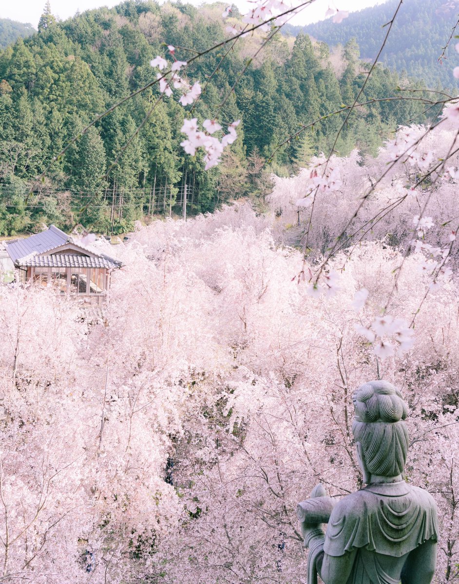 徳島県の枝垂れ桜が圧巻すぎて完全に天国でした。 