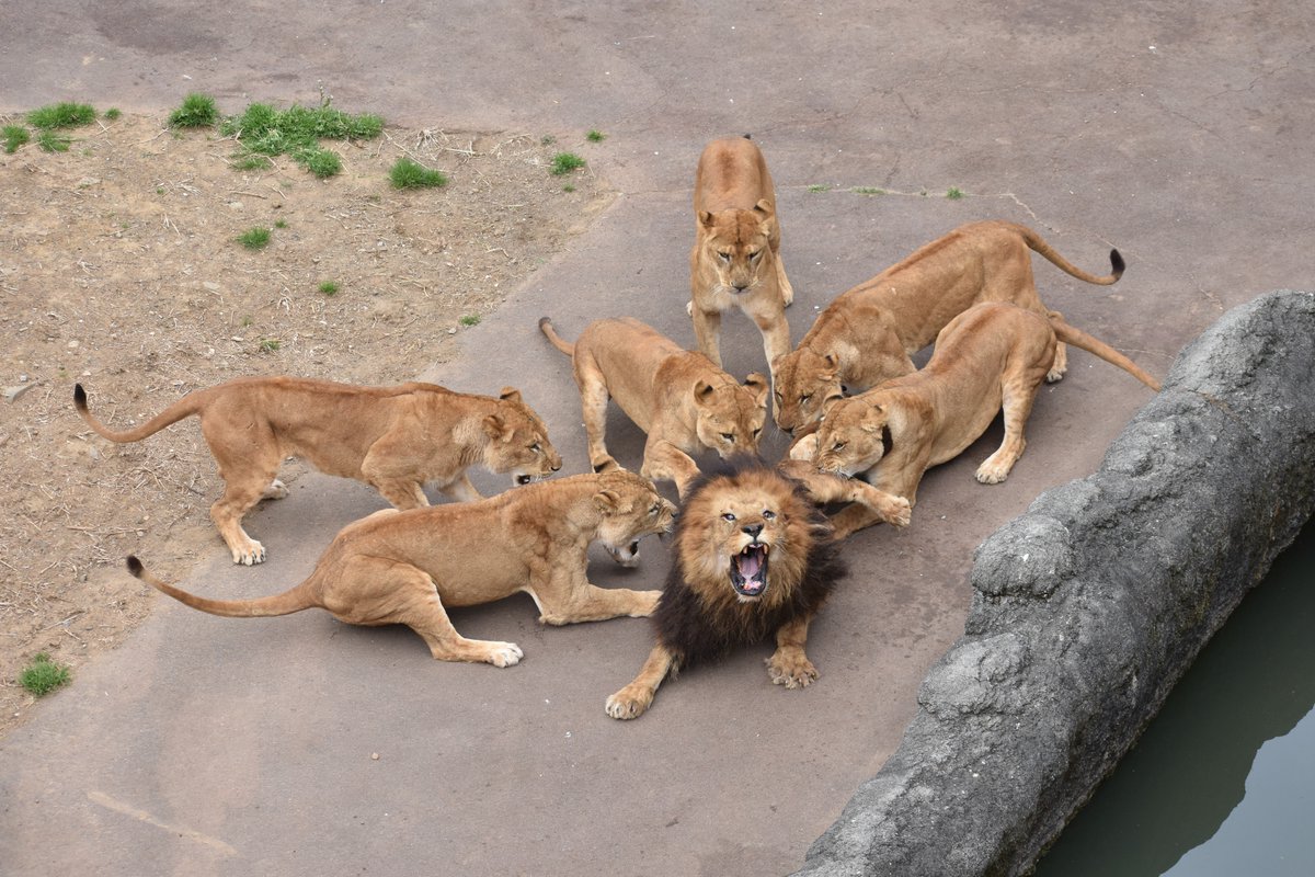 2019年3月19日の多摩動物公園② ライオンたちがなんか大変なことに・・・ #多摩動物公園 #ライオン 