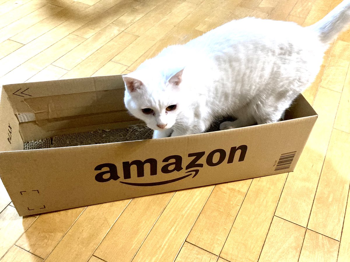 もうみんな知ってるかもだけどAmazonで猫の爪とぎ買って送られてくる時の段ボール箱の内側に蓋折込んで爪とぎ敷き詰めると猫様が喜んで入ってバリバリ爪とぎしてくれるし屑の飛散もほとんど箱内で済むからめっちゃおすすめ