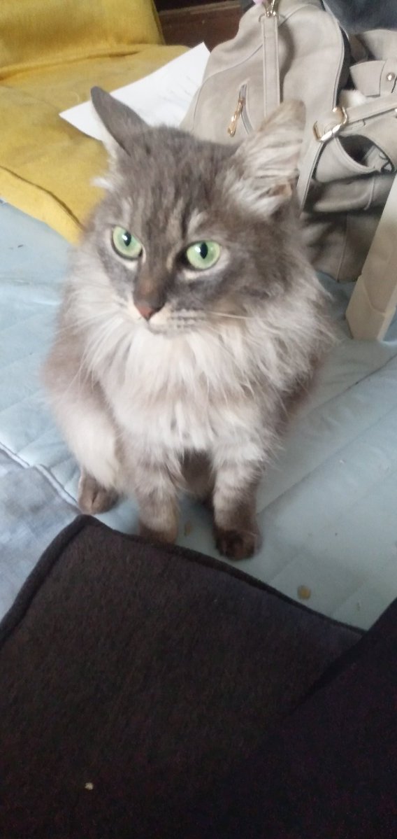 #迷子猫　#茨城県ひたちなか市　#拡散希望　8月中旬頃から迷子になりました　探しているときに交通事故にあい私の体が不自由になりました　その後探すことが困難になり諦めようと思いましたが諦めきれません　どうかお願いします 