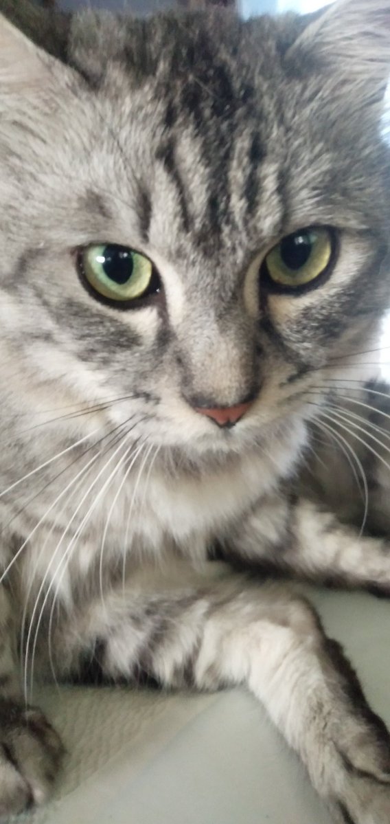 #迷子猫　#茨城県ひたちなか市　#拡散希望　8月中旬頃から迷子になりました　探しているときに交通事故にあい私の体が不自由になりました　その後探すことが困難になり諦めようと思いましたが諦めきれません　どうかお願いします 