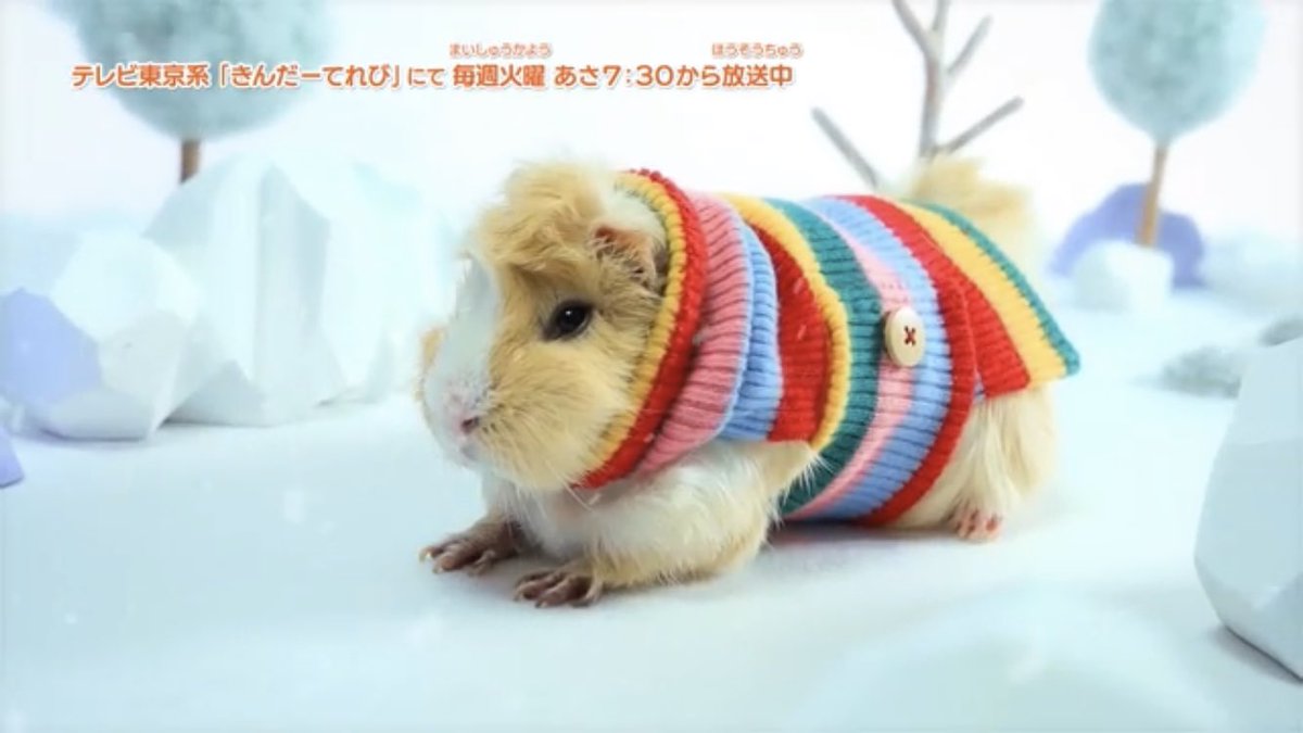 #モルカー ご覧頂いた皆様、本当にありがとうございました