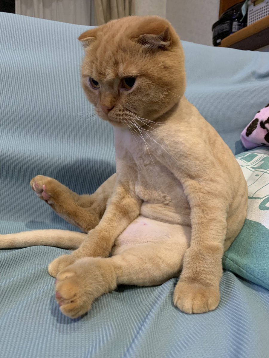 叔母さんちの猫のサマーカットなんだけどおっさんが入ってる感が凄い。 