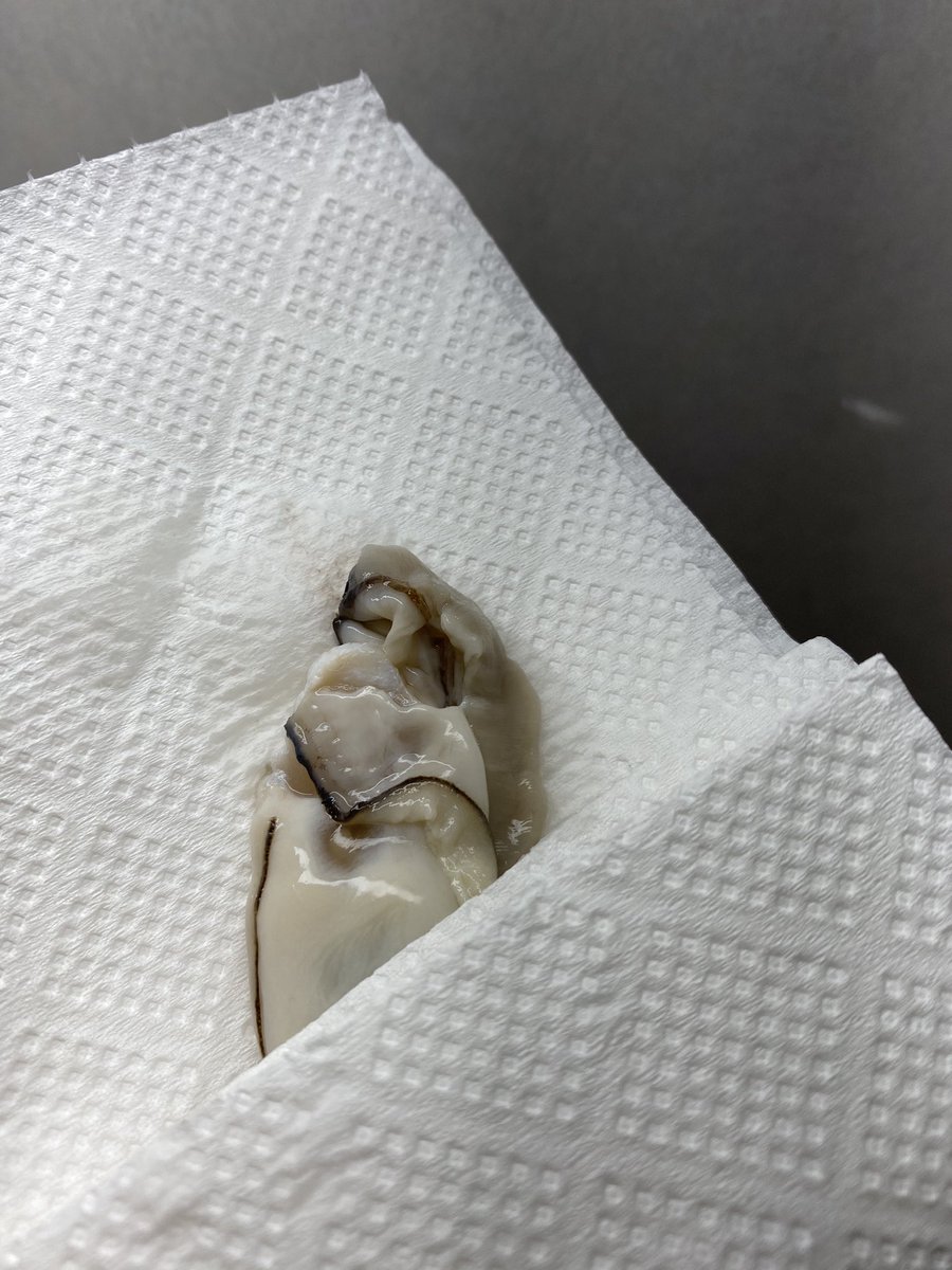 牡蠣かわいすぎる、寝かせた 