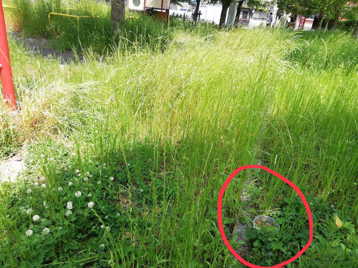 獣医さんの話によると、鶴橋付近では最近急激に野良猫が減っているそうで、おそらくこの毒が原因ではないかと思われます