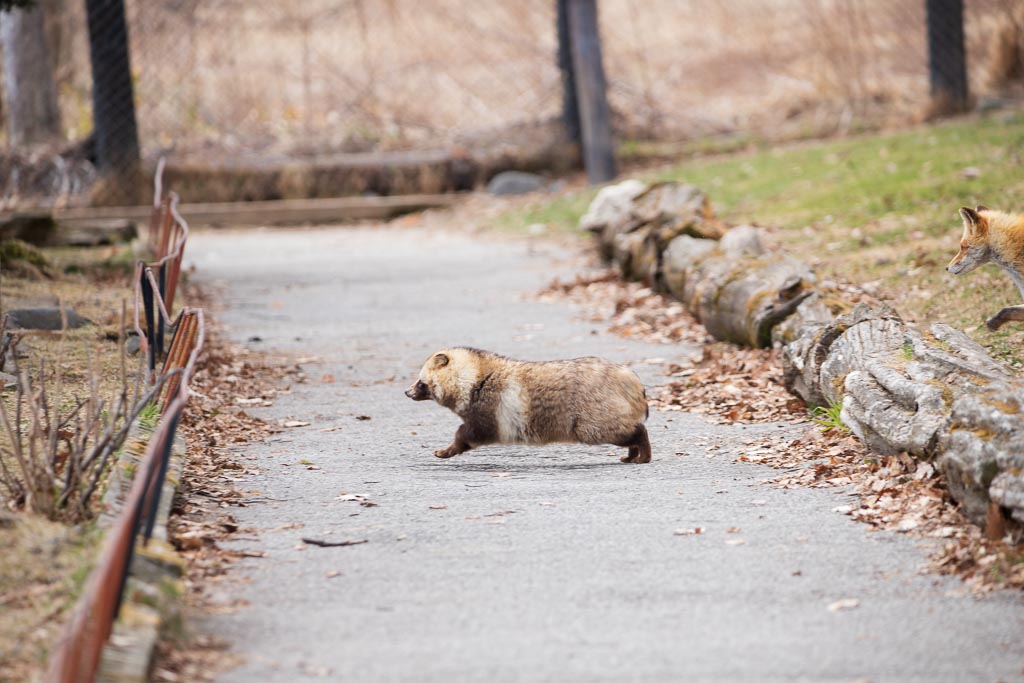 リーチが違いすぎる(小声) ちいとポンタ #北きつね牧場　#エゾタヌキ 