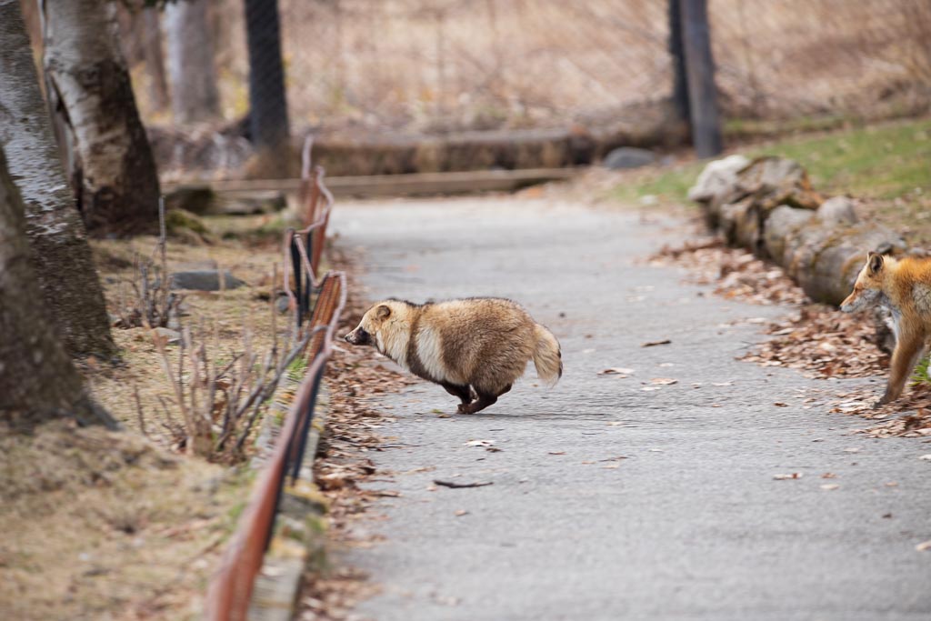 リーチが違いすぎる(小声) ちいとポンタ #北きつね牧場　#エゾタヌキ 