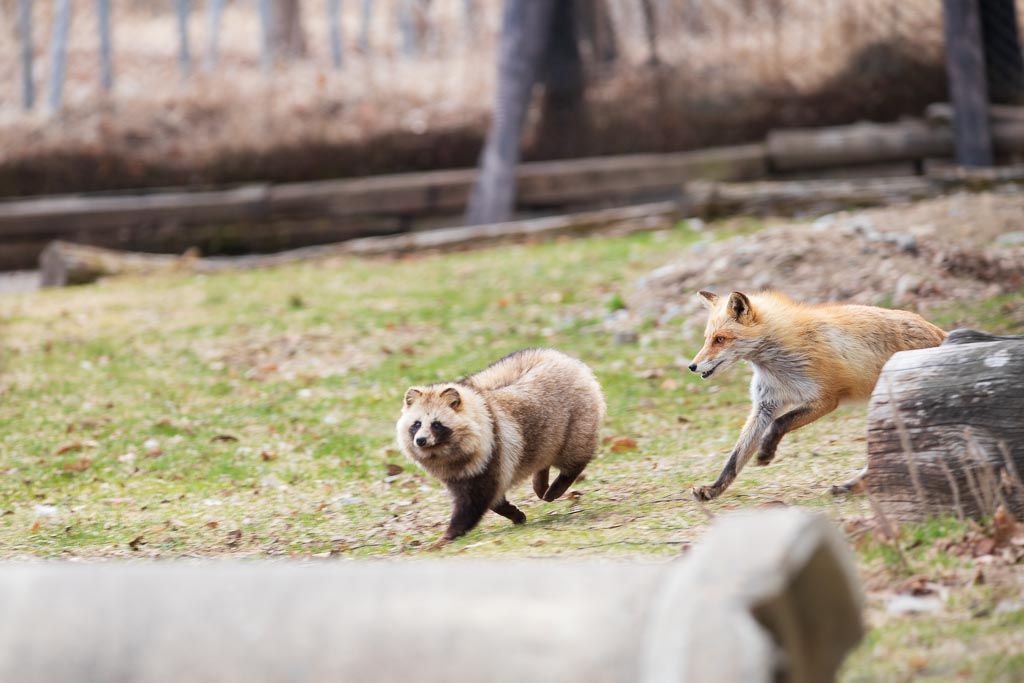 リーチが違いすぎる(小声) ちいとポンタ #北きつね牧場　#エゾタヌキ 