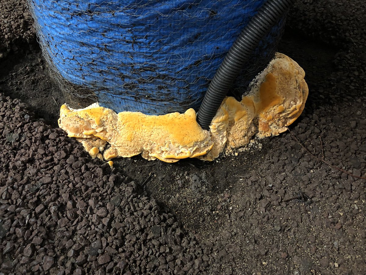 ヨドバシアキバのスイーツパラダイス横のあるこの木、ベッコウダケに寄生されててちょっとヤバいですね 幼菌から子実体になってる所もあるので、幹の中や根っこはかなり腐敗が進んでる可能性がありそうです 人通りのある所に20mほどある木なので、強風時は倒壊に備えて離れた方が良いかも #akiba