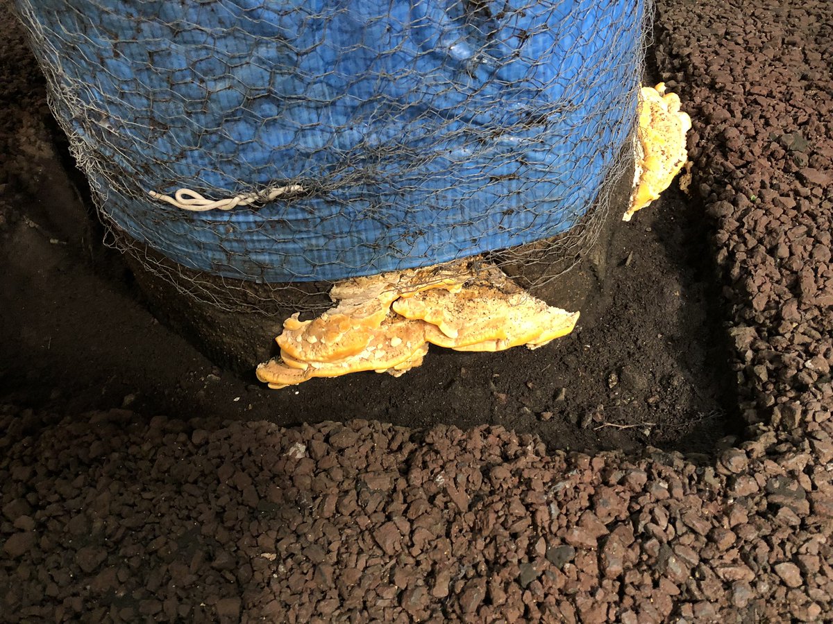 ヨドバシアキバのスイーツパラダイス横のあるこの木、ベッコウダケに寄生されててちょっとヤバいですね 幼菌から子実体になってる所もあるので、幹の中や根っこはかなり腐敗が進んでる可能性がありそうです 人通りのある所に20mほどある木なので、強風時は倒壊に備えて離れた方が良いかも #akiba