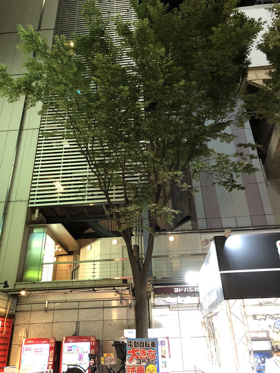 ヨドバシアキバのスイーツパラダイス横のあるこの木、ベッコウダケに寄生されててちょっとヤバいですね 幼菌から子実体になってる所もあるので、幹の中や根っこはかなり腐敗が進んでる可能性がありそうです 人通りのある所に20mほどある木なので、強風時は倒壊に備えて離れた方が良いかも #akiba