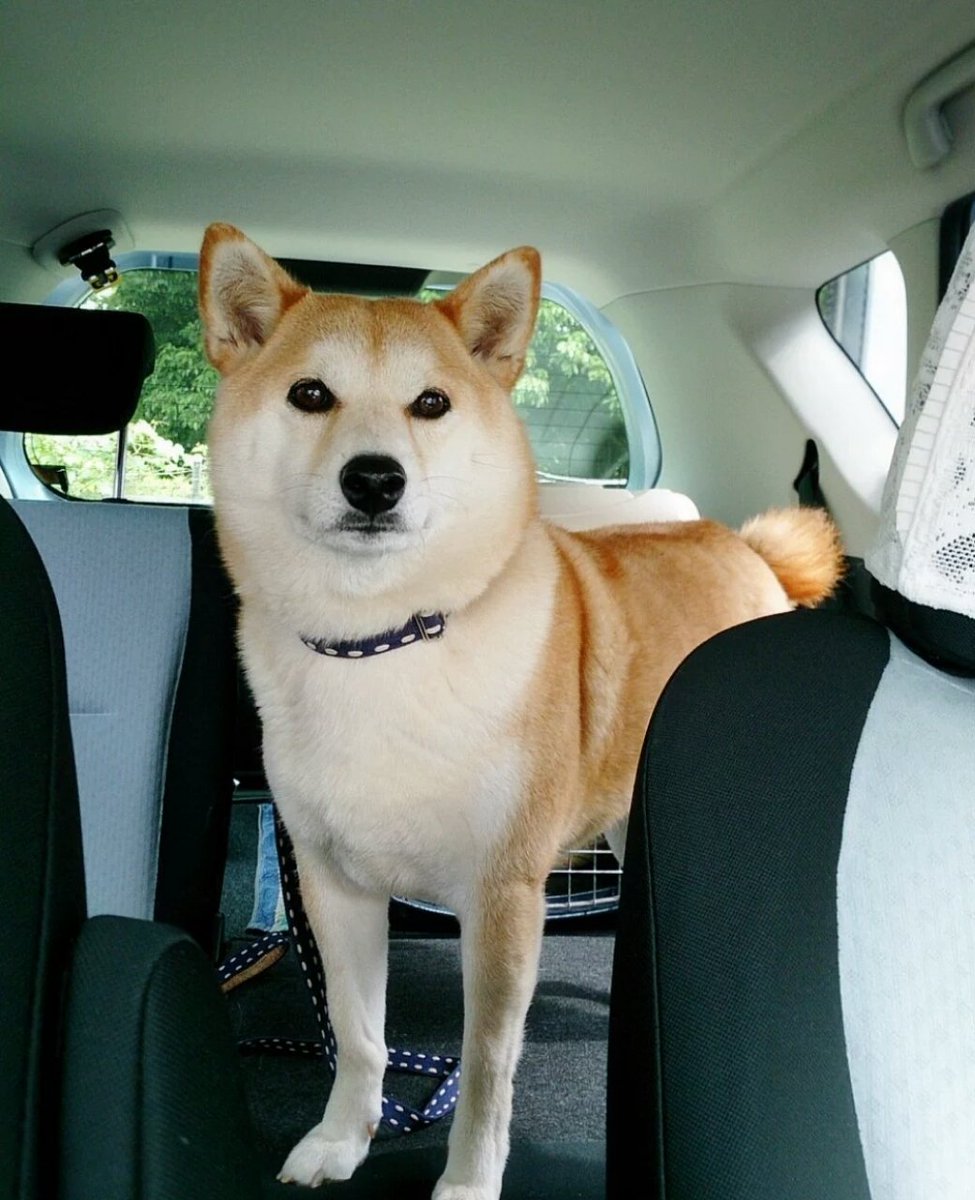 ここで車に乗ったら病院の駐車場だった犬の表情をご覧ください。