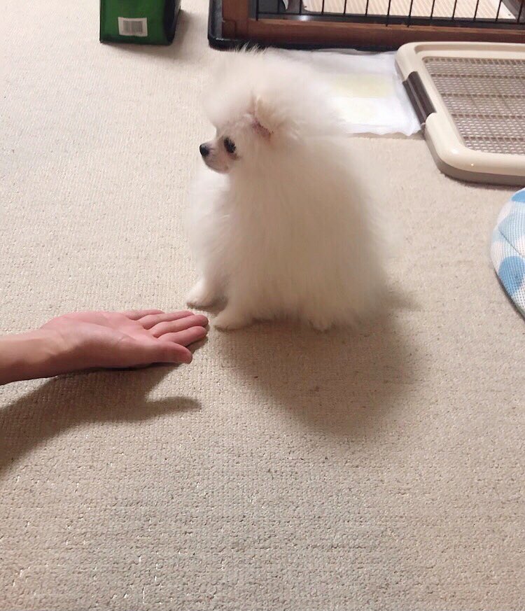 ついに！！！お手を！！！覚えました！！！ 