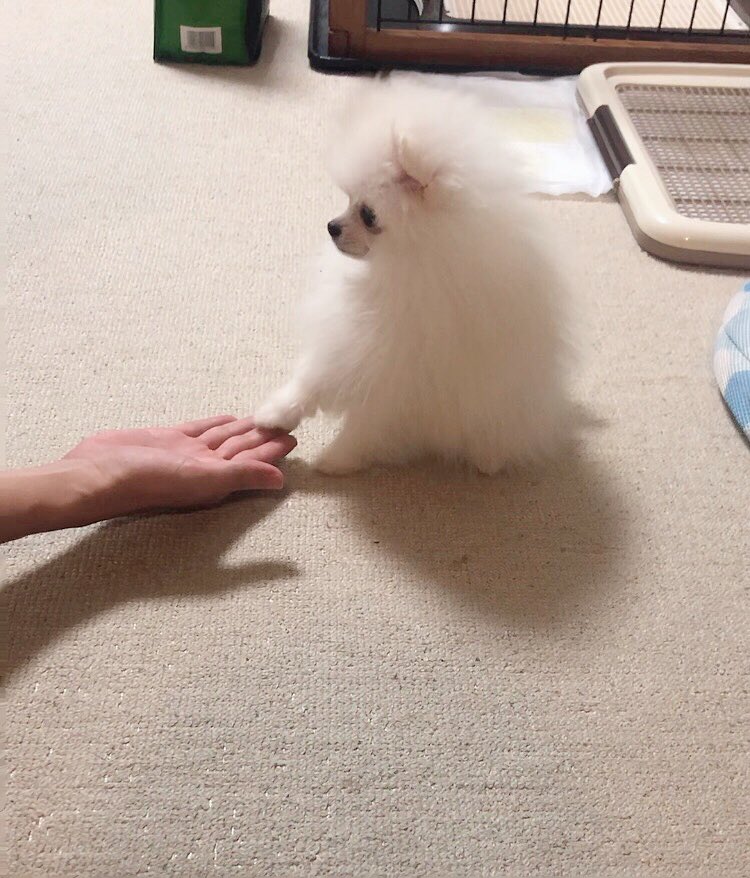 ついに！！！お手を！！！覚えました！！！ 