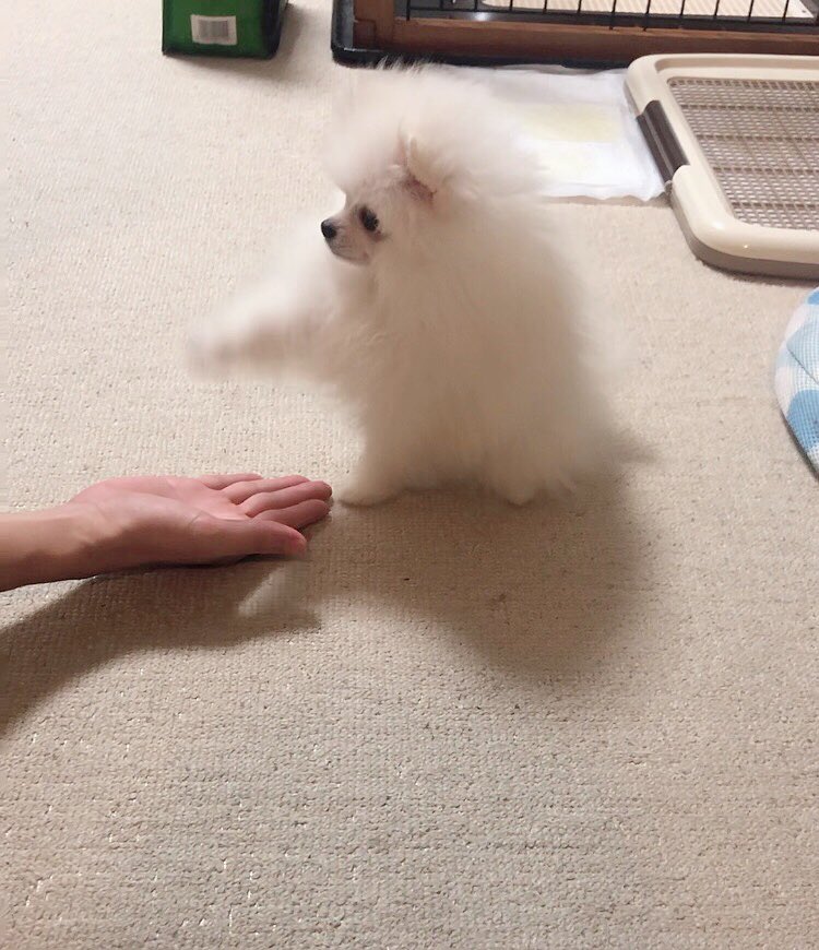 ついに！！！お手を！！！覚えました！！！ 