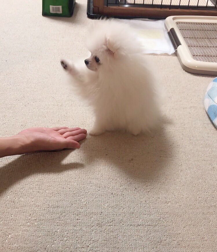 ついに！！！お手を！！！覚えました！！！ 