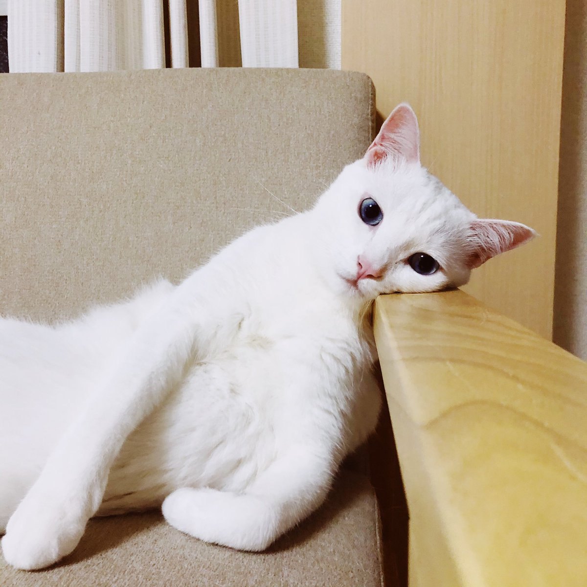 まじでなんなの？猫やめたの？ 