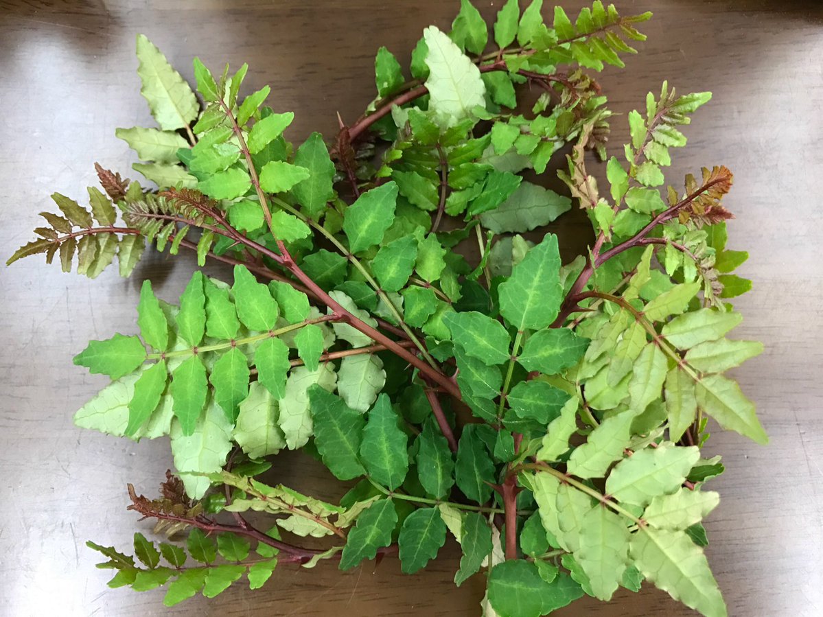 春はまぶたがピクピク痙攣する方が非常に多くなります