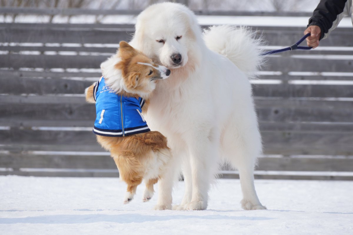 大きいお友達うれしいね～🐶🎶 