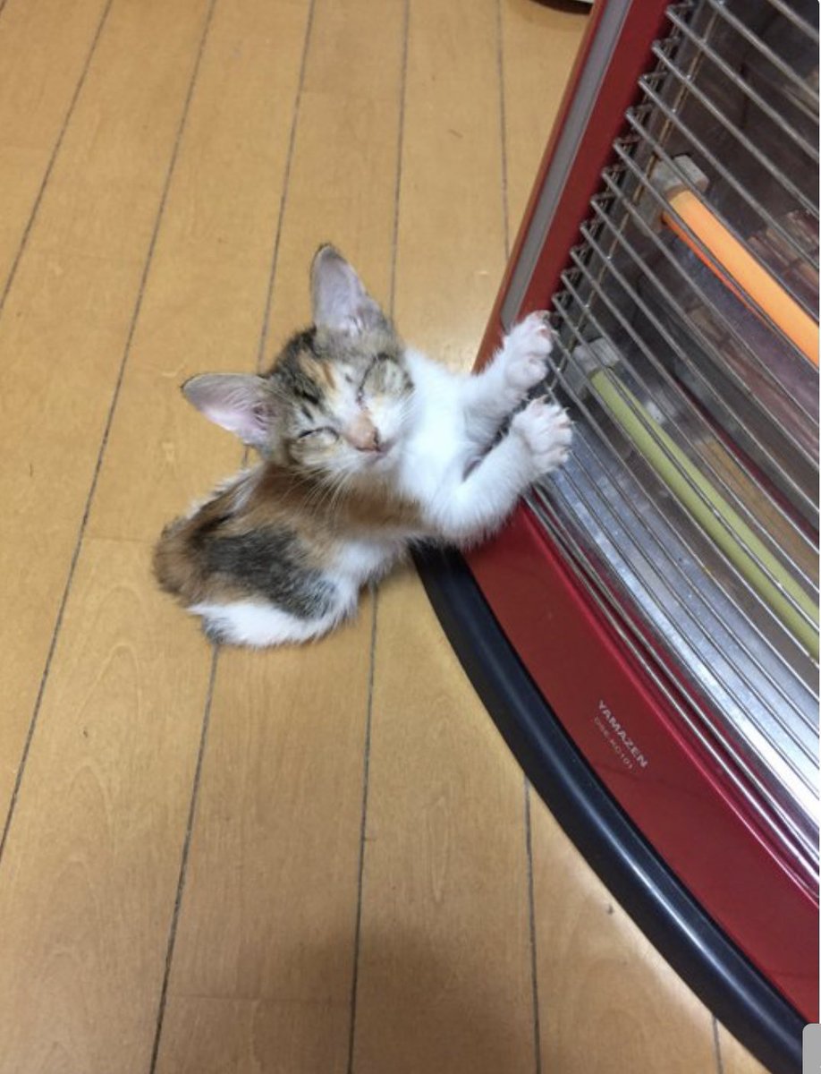 ヒーター消したら きゅうすに移動した猫が可愛すぎる 