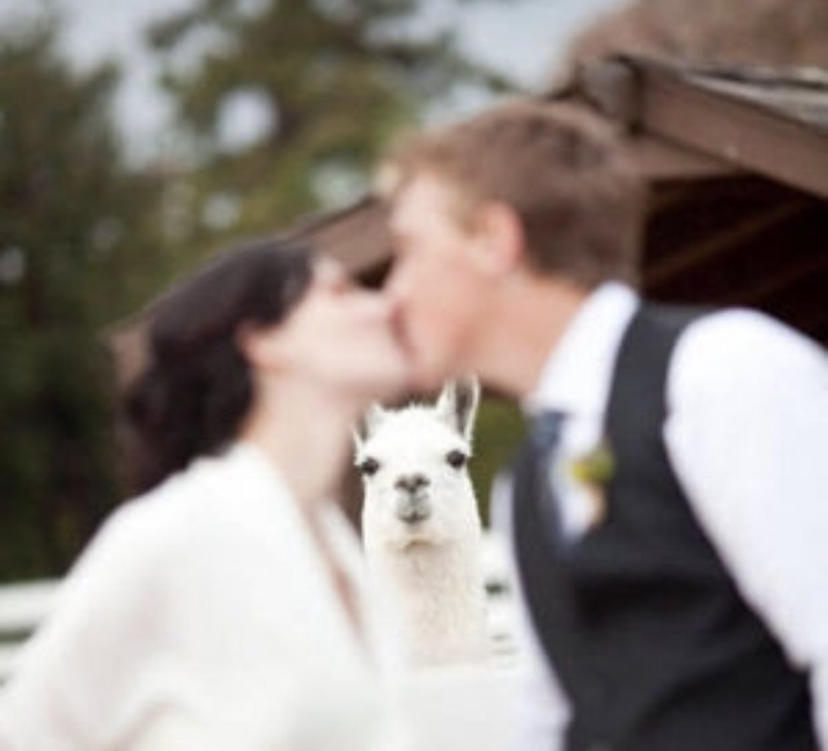 勝手に写真に写り込んできた動物達 