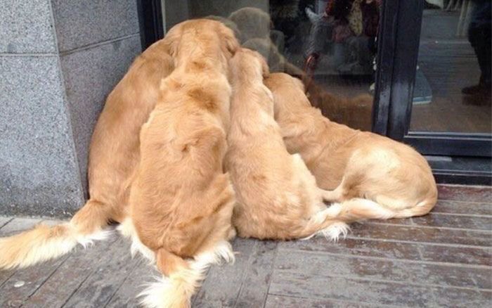 めちゃくちゃ癒された 