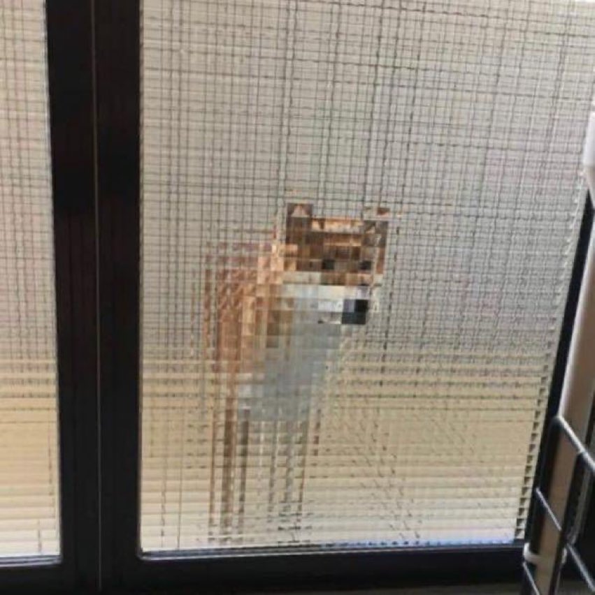 朝起きたらうちの犬が マインクラフトみたいな犬になってた 