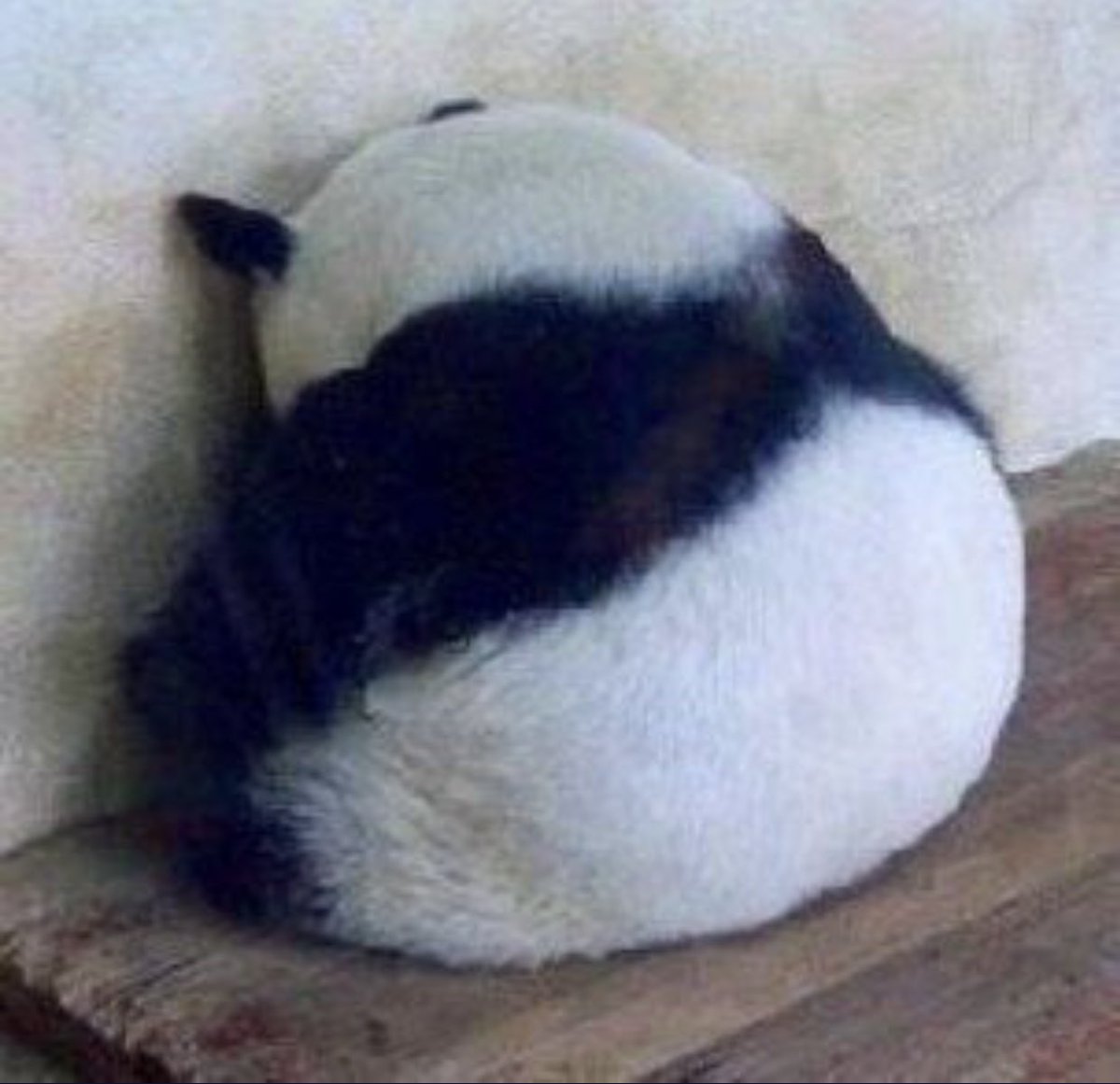 パンダの後ろ姿の可愛さを全世界に伝えたい 