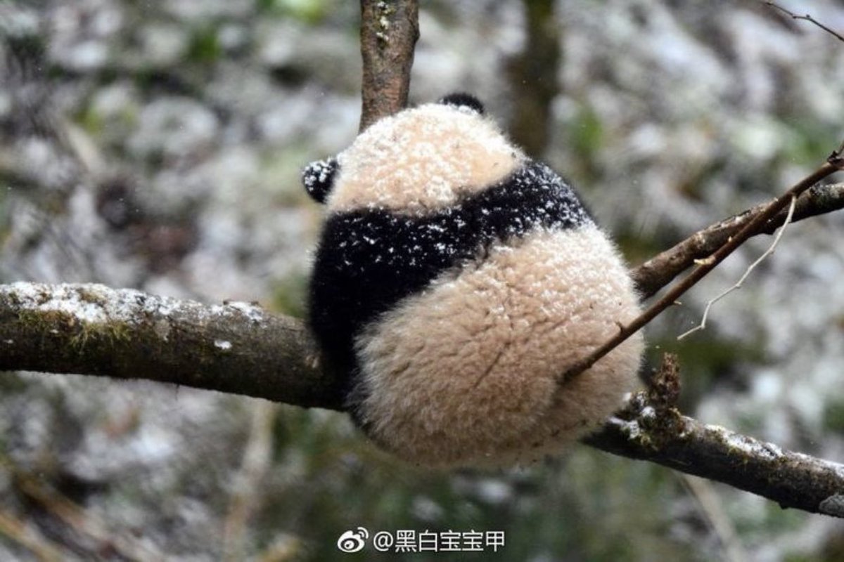 パンダの後ろ姿の可愛さを全世界に伝えたい 