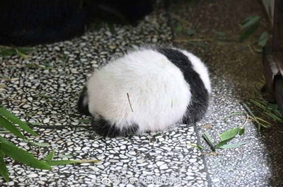 パンダの後ろ姿の可愛さを全世界に伝えたい 