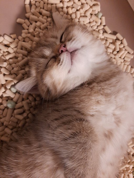 ウンチをしないといけないのに  この子がトイレから出ません。 