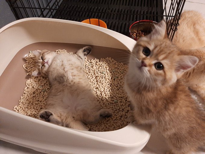 ウンチをしないといけないのに  この子がトイレから出ません。 