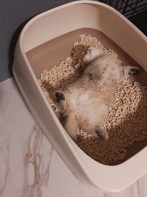 ウンチをしないといけないのに  この子がトイレから出ません。 