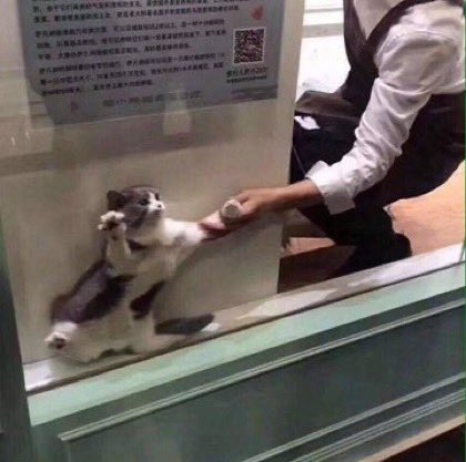 脱走しようと試みたが......... 