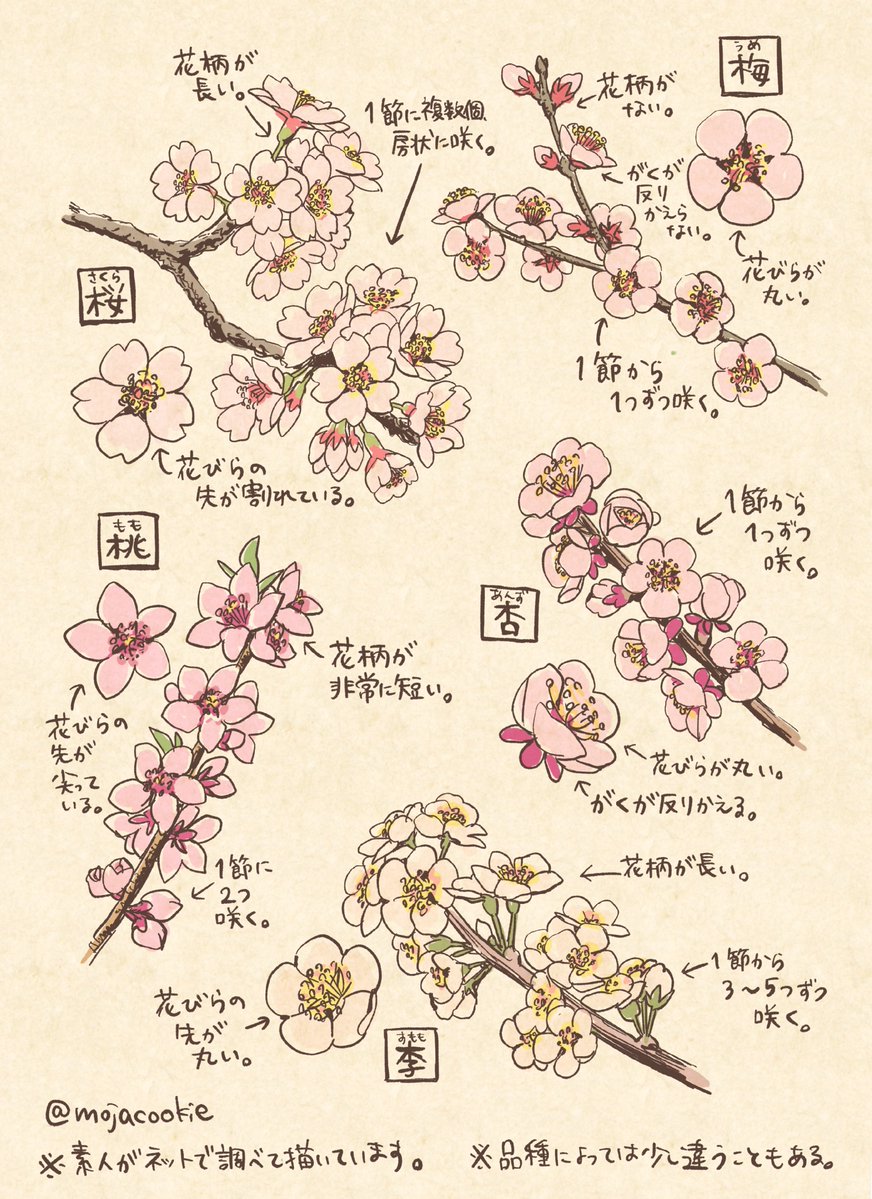 桜・梅・桃・杏・李の 見分け&描き分けメモ🌸