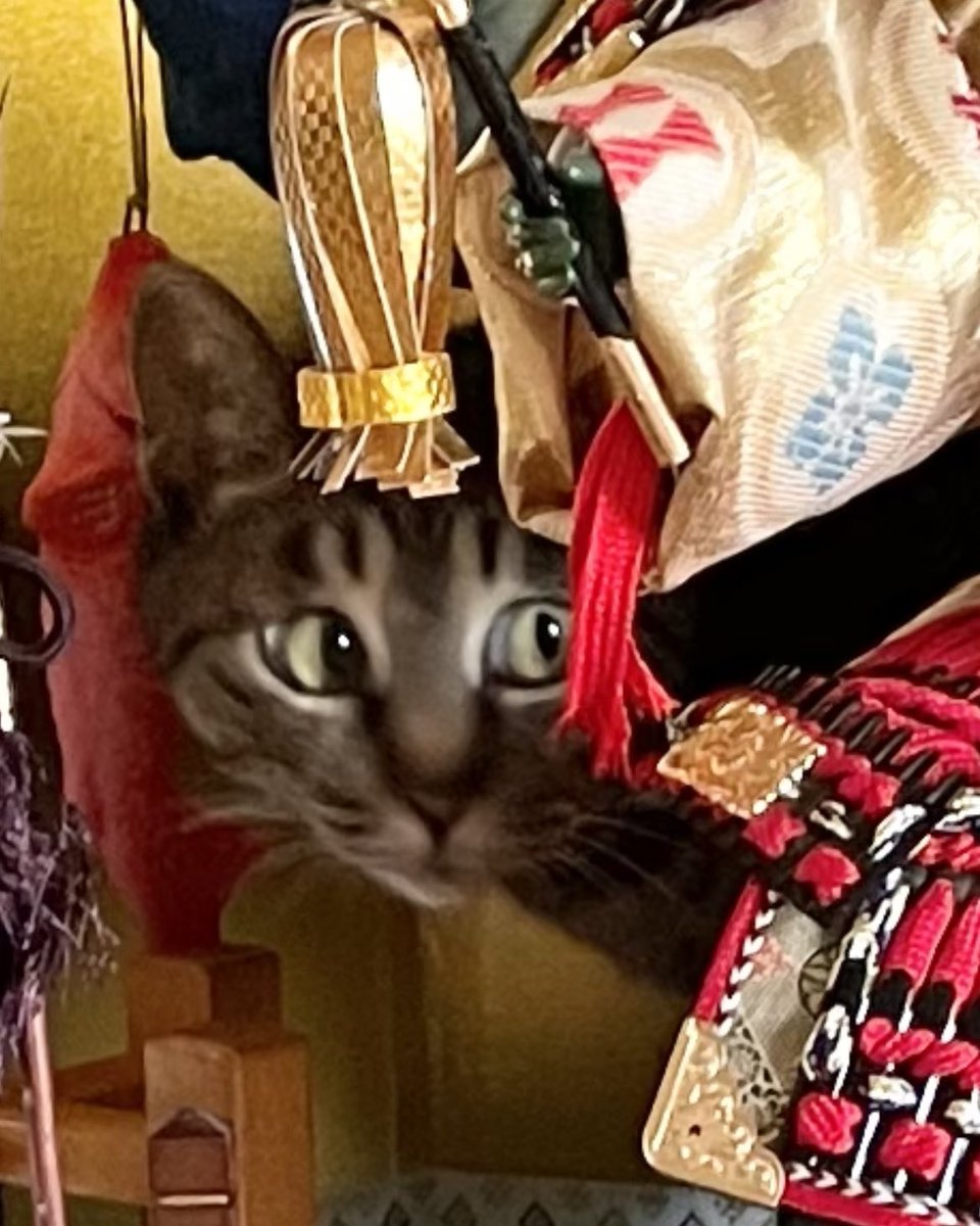 乗っちゃいけない場所にいることを自覚している猫の顔です。 