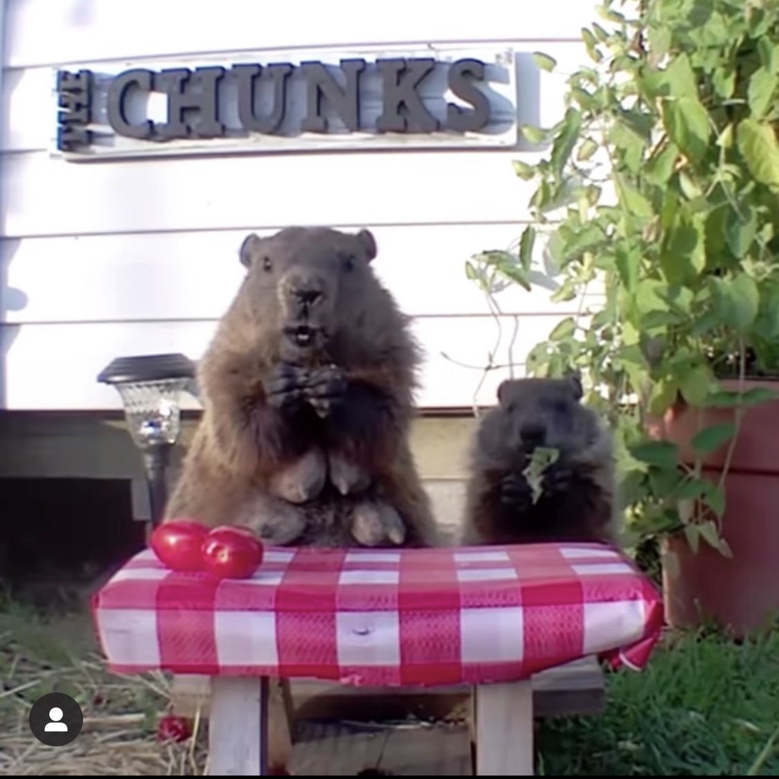 以前Twitterで「畑荒らしの犯人わかった」って監視カメラの映像上げてたおじさん、その後が気になってインスタ覗いたら、畑に犯人用のテーブルが用意されてたし、犯人は49万人のフォロワーに監視されながら未だにモリモリ野菜食べてた