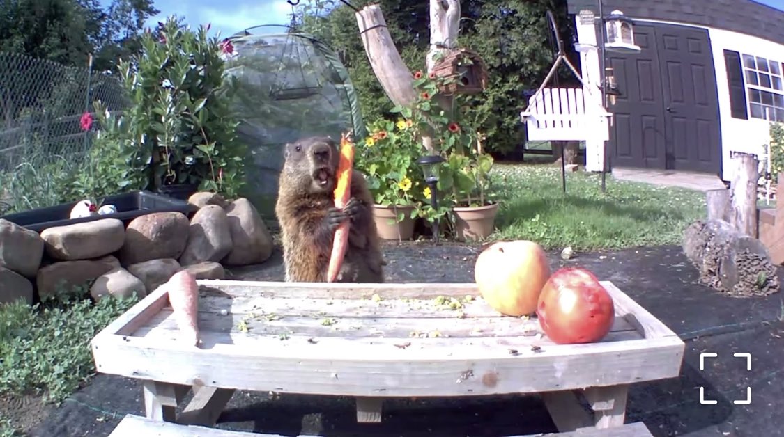 以前Twitterで「畑荒らしの犯人わかった」って監視カメラの映像上げてたおじさん、その後が気になってインスタ覗いたら、畑に犯人用のテーブルが用意されてたし、犯人は49万人のフォロワーに監視されながら未だにモリモリ野菜食べてた