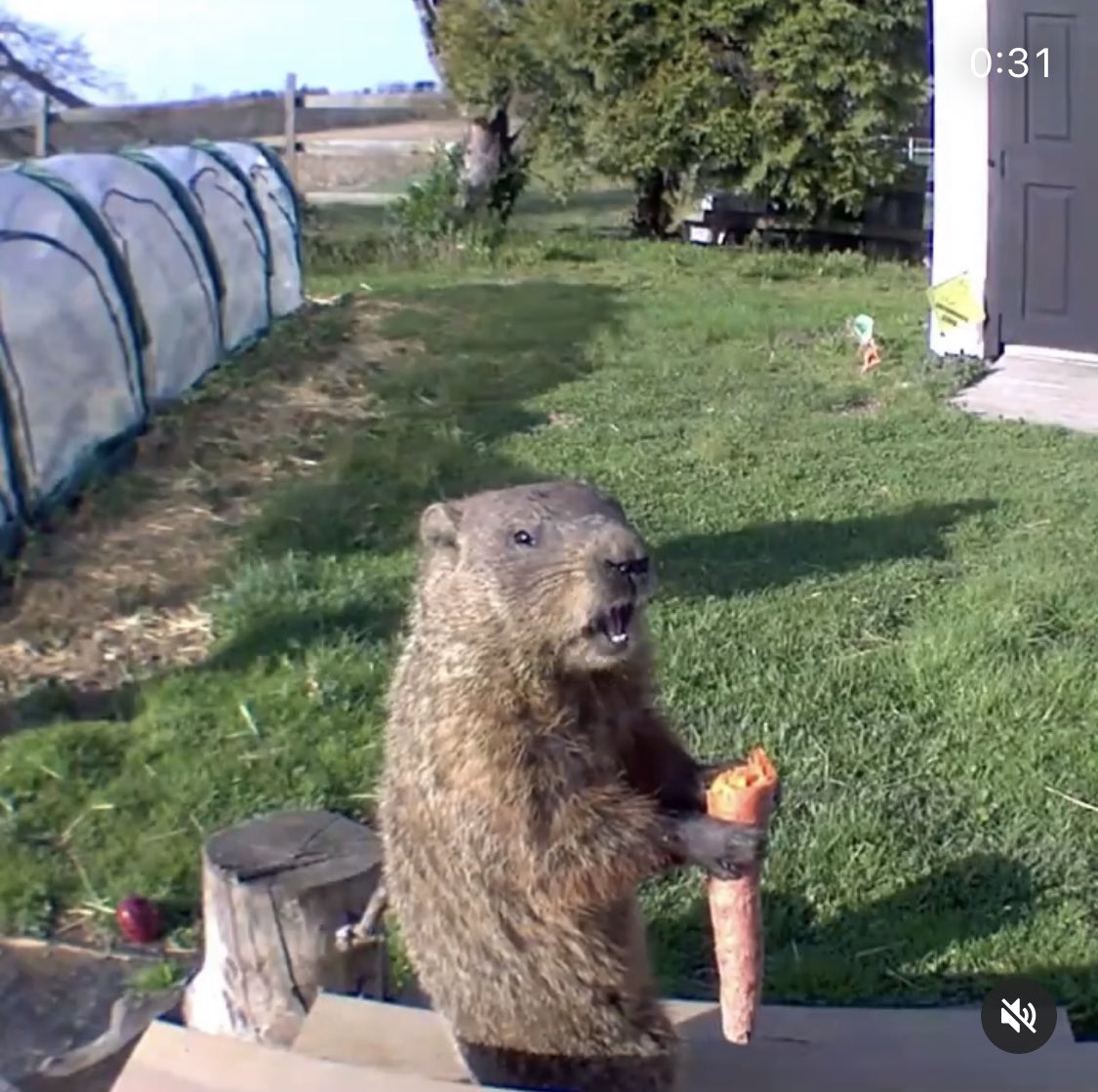 以前Twitterで「畑荒らしの犯人わかった」って監視カメラの映像上げてたおじさん、その後が気になってインスタ覗いたら、畑に犯人用のテーブルが用意されてたし、犯人は49万人のフォロワーに監視されながら未だにモリモリ野菜食べてた