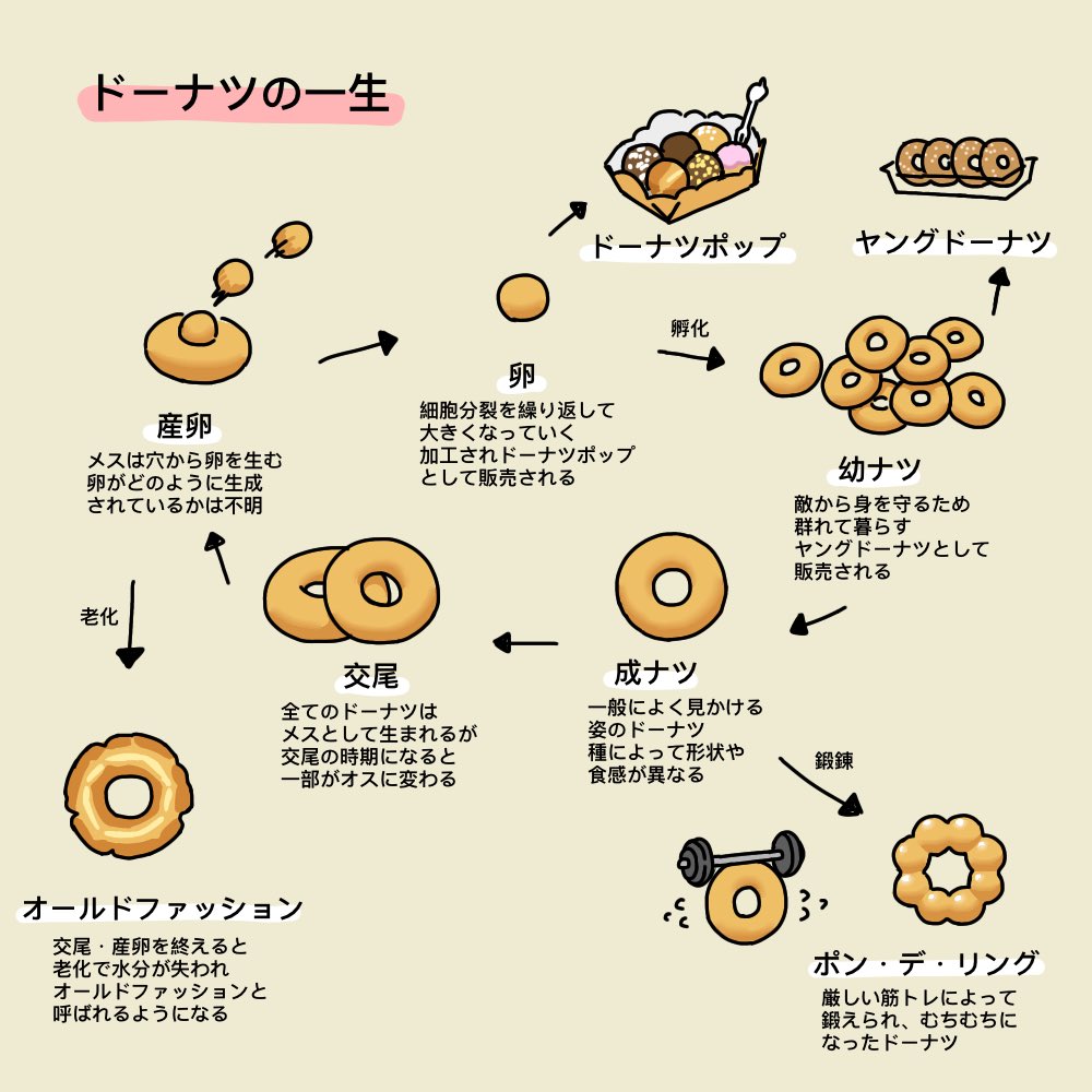 ドーナツの一生 