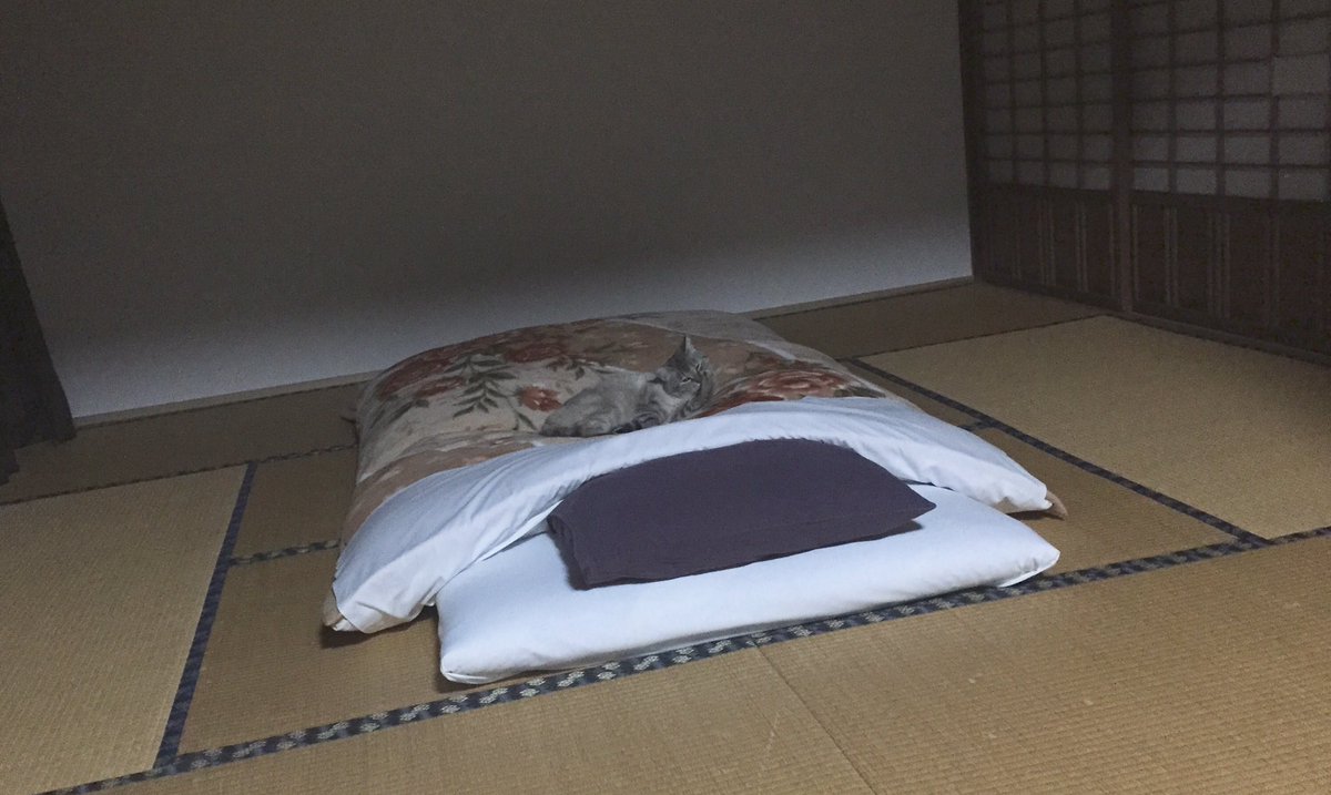 出張中なんだけど、お部屋に先客がいる笑 