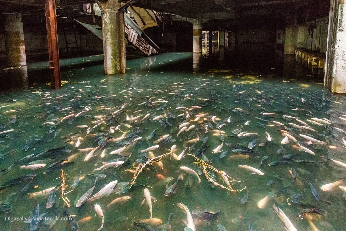 バンコクのショッピングモール跡らしいんですけど、閉鎖された後に屋根が抜けて水浸しに…で、蚊の繁殖地になっちゃったんで近くの人達が魚投入して、ボウフラとか食わせようとして…こうなったらしいです