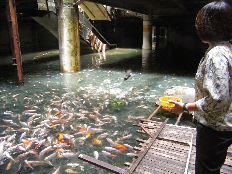 バンコクのショッピングモール跡らしいんですけど、閉鎖された後に屋根が抜けて水浸しに…で、蚊の繁殖地になっちゃったんで近くの人達が魚投入して、ボウフラとか食わせようとして…こうなったらしいです