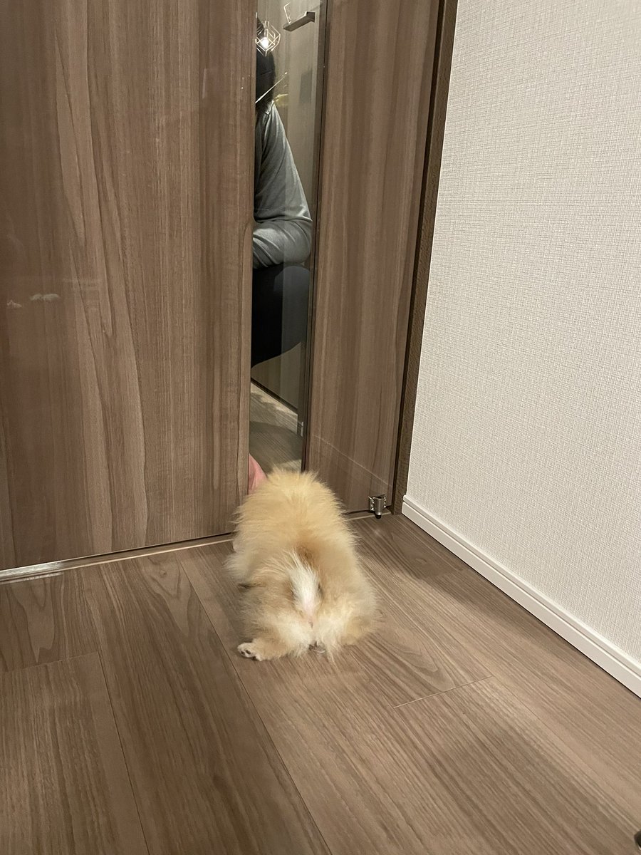 帰ってきたニンゲンに会いたくて最前列で待ち構えているのに、そこにいる為に扉を開けられない事に気づかないポメラニアンのジレンマ #ポメラニアン 