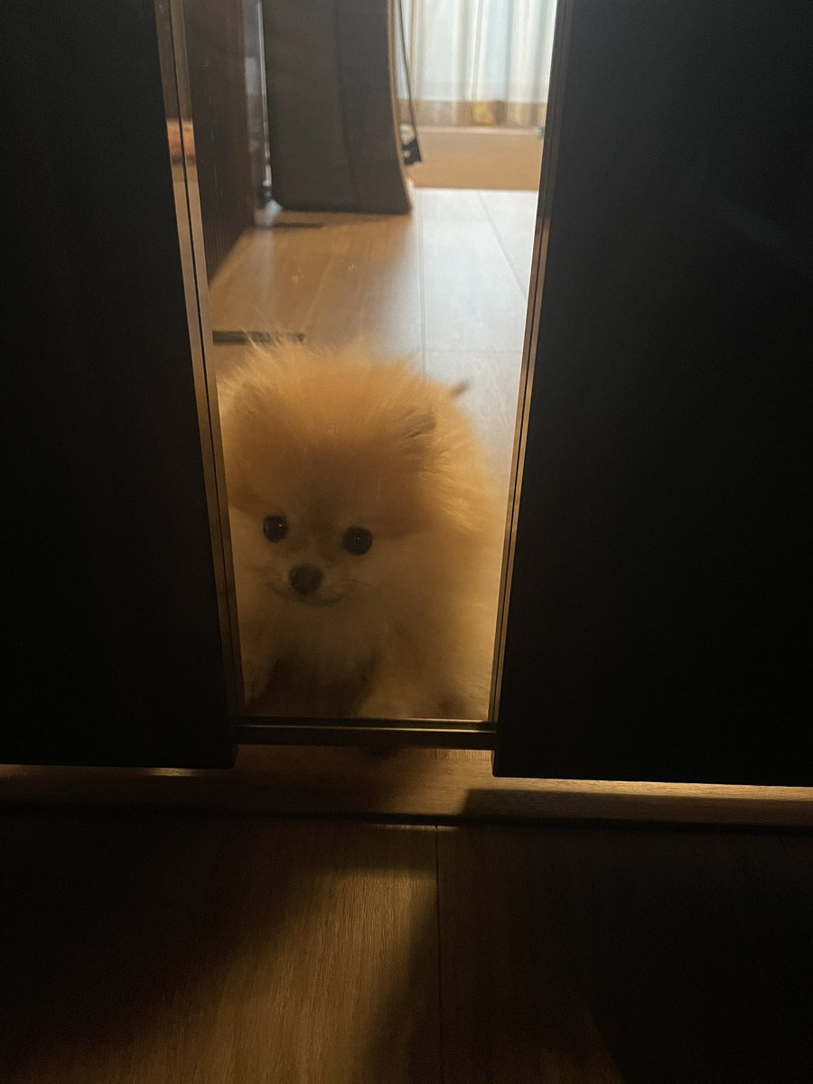 帰ってきたニンゲンに会いたくて最前列で待ち構えているのに、そこにいる為に扉を開けられない事に気づかないポメラニアンのジレンマ #ポメラニアン 