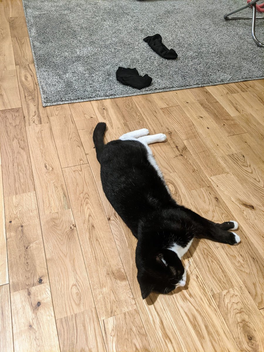 猫がくつ下脱いだみたいだ😸🧦